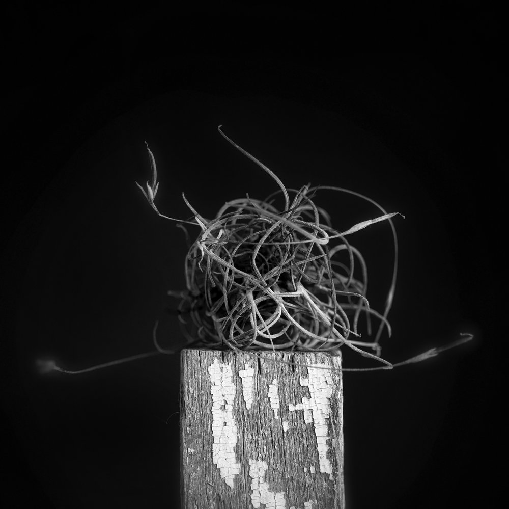 Neither Ball nor Moss