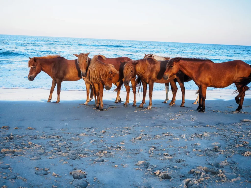 Ponies and Horses Gallery