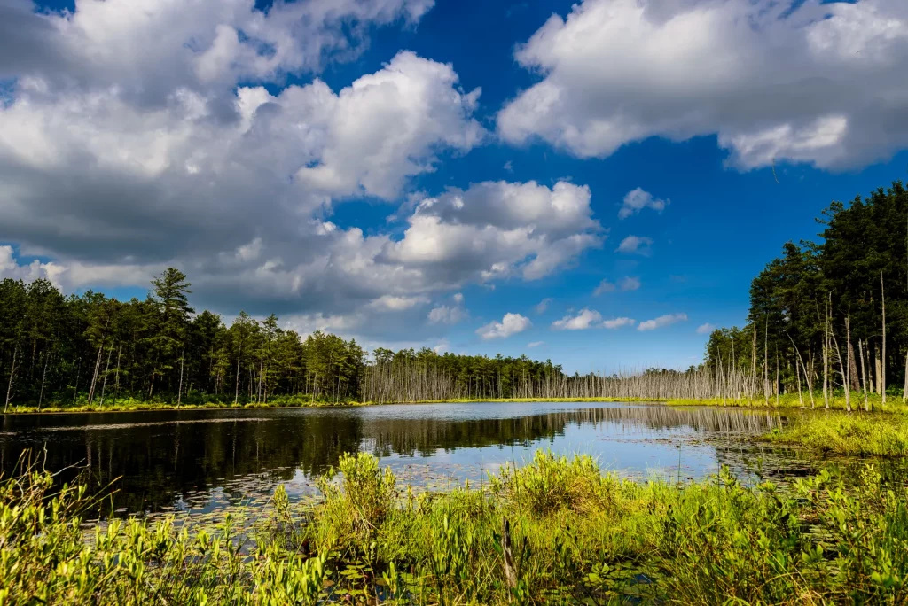New Jersey Pine Lands